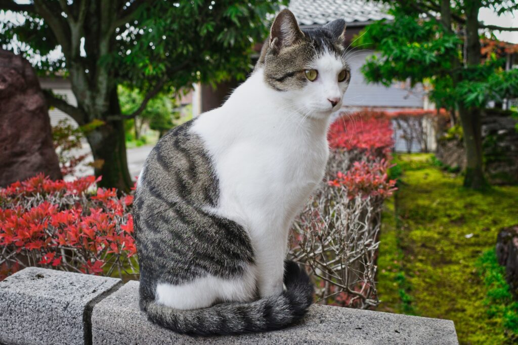 RICOH GRⅢ 飼い猫の写真、高解像度のGR3の得意な被写体かも