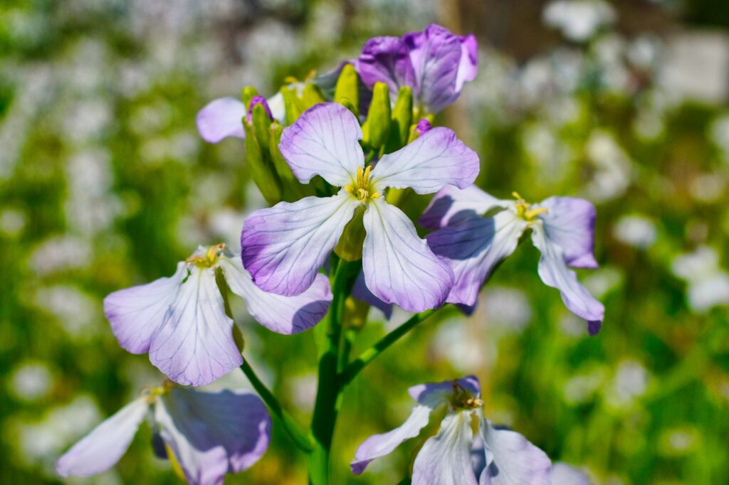 RICOH GRⅢ 道端の畑の花、背景をボカしてみる