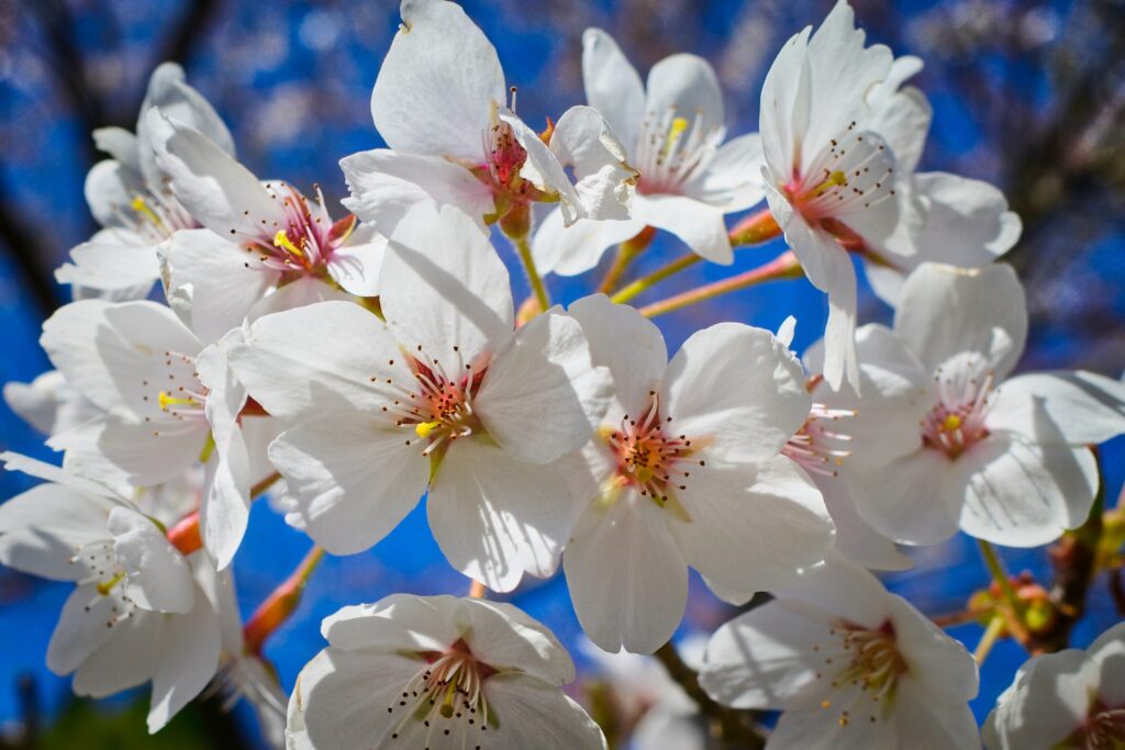 RICOH GRⅢ 花びらの裏から太陽光を当てて撮影してみた.Luminarで調整してある.